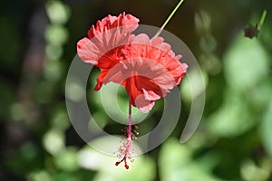 Stamen Hanging Below a Red Hibiscus Blossom