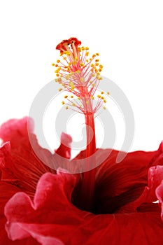 Stamen Of Hibiscus 2