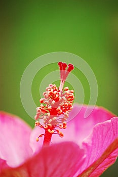 Stamen of hibiscus photo