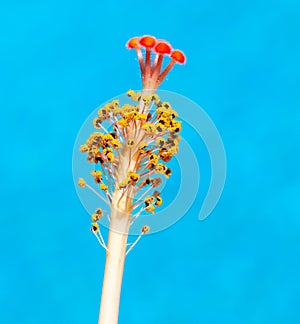 Stamen of Hibiscus against blue pool