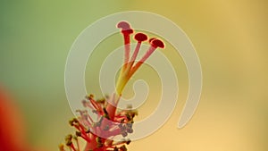 Stamen Of The Hibiscus Flower Macro Static