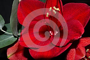 Stamen of hippeastrum flower macro photography