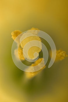 Stamen macro