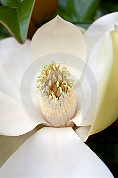 Stamen of Magnolia Tree Flower photo