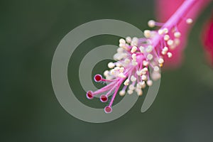 Stamen of a Pale Red Hibiscus Flower