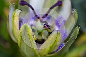 Stamen of the passion flower beginning to open