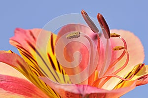 Stamen Peruvian lily flower