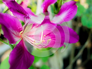 Stamen of Pink Orchid Tree Flower