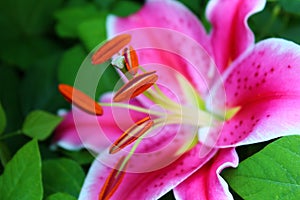 Stamen of Pink Spotted Lily