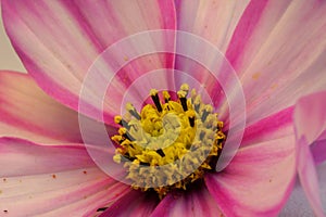 Stamen and pistil