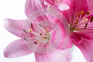 Stamen and pistil of pink flower lilies close up.