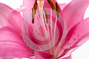 Stamen and pistil of pink flower lilies close up.