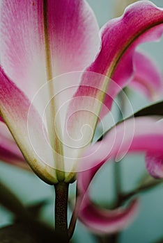 Stamen and pistil of pink flower lilies close up. Abstract Nature flower. Curve of Lily Stargazer