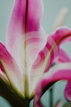 Stamen and pistil of pink flower lilies close up. Abstract Nature flower. Curve of Lily Stargazer