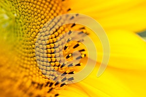 Stamen or pistil in sunflower