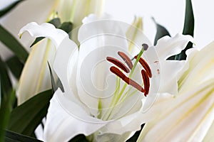 Stamen and pistil of white flower Lilium candidum, close up. Madonna Lily