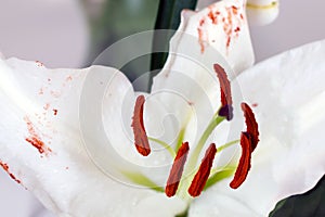 Stamen and pistil of white flower Lilium candidum, close up. Madonna Lily