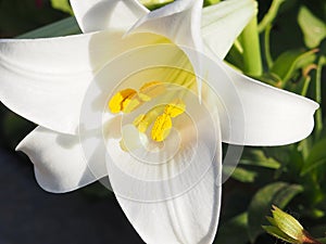 Stamen and pistil of white flower Lilium candidum Madonna Lily close up