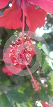 Stamen and pistils of Hibiscus flower...