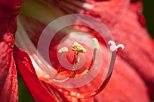 Stamen of a red flower