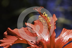 Stamen Of Red Hibiscus Flower hibiscus rosa-sinensis