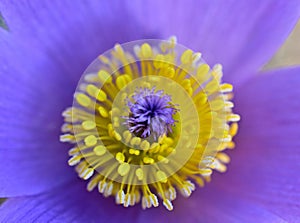 Stamen and stigma of the greater pasque flower close up