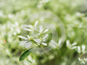 The Stamen of White Leaves