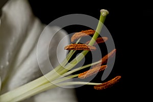 The stamen of a white lily