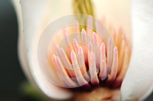 Stamen of white magnolia flower