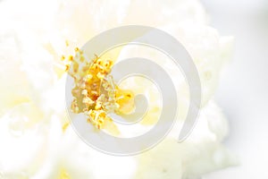 Stamen of White Rose