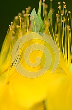 Stamen of a yellow flower