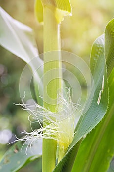 Stamen or young corn on stems and fresh green leaves