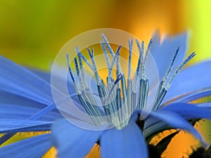 Stamens...