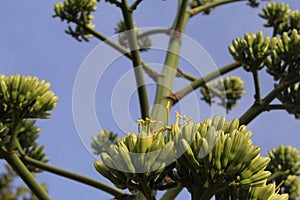 Stamens and anthers