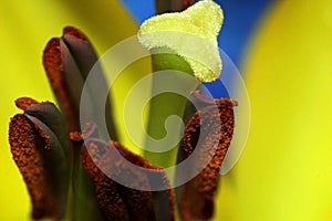 Stamens of blossom lily