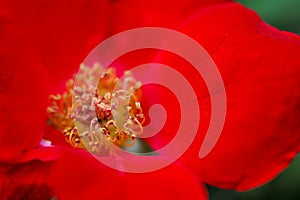 The stamens of the Camellia