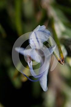 Stamens of a flower of rosemary Rosmarinus officinalis.