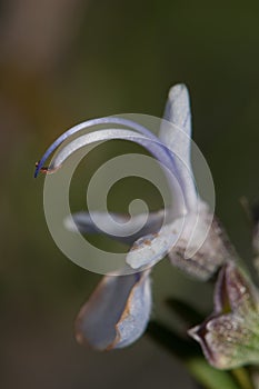 Stamens of a flower of rosemary Rosmarinus officinalis.