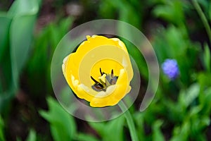 Stamens inside the yellow tulip