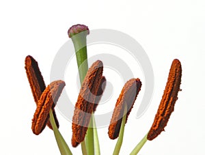 Stamens Isolated photo