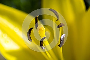 Stamens of a lily flower