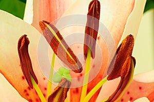 Stamens of Lily flower photo