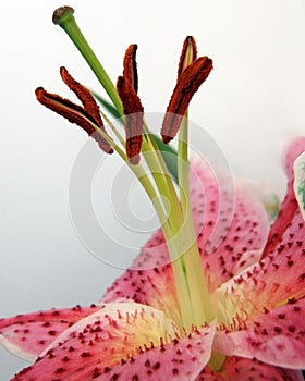 Stamens of a Lily flower photo