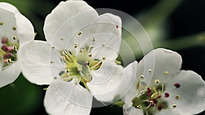 stamens pestils bud extreme close up white cherry blooming flower open its blossom spring time lapse germination