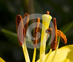 Stamens and pistil of lily