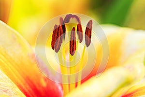 Stamens and pistil of orange red lily close-up