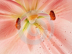 Stamens and pistil of pink lily