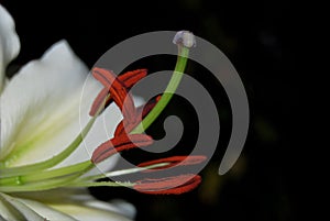 Stamens and pistil of white lily