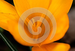 Stamens and pistil of yellow crocus