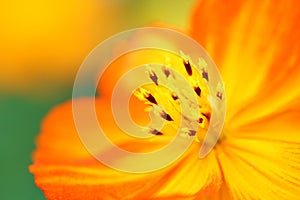 The stamens and pistils of an orange cosmos photo